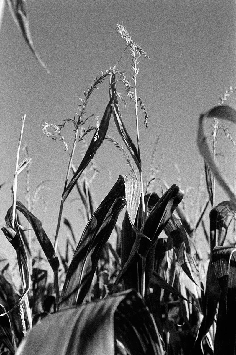 Langeland Series 02 RevueSC4 IlfordHP5plus D76 Can 006