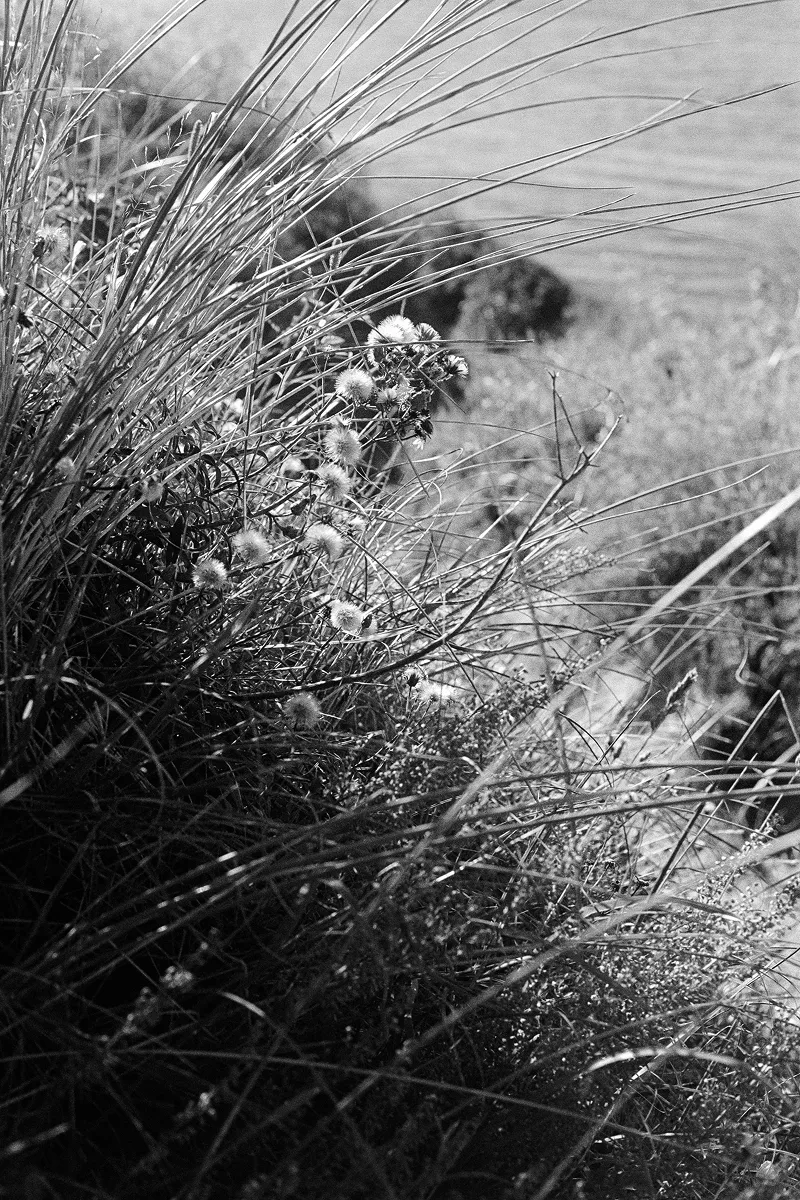 Langeland Series 02 RevueSC4 IlfordHP5plus D76 Can 006