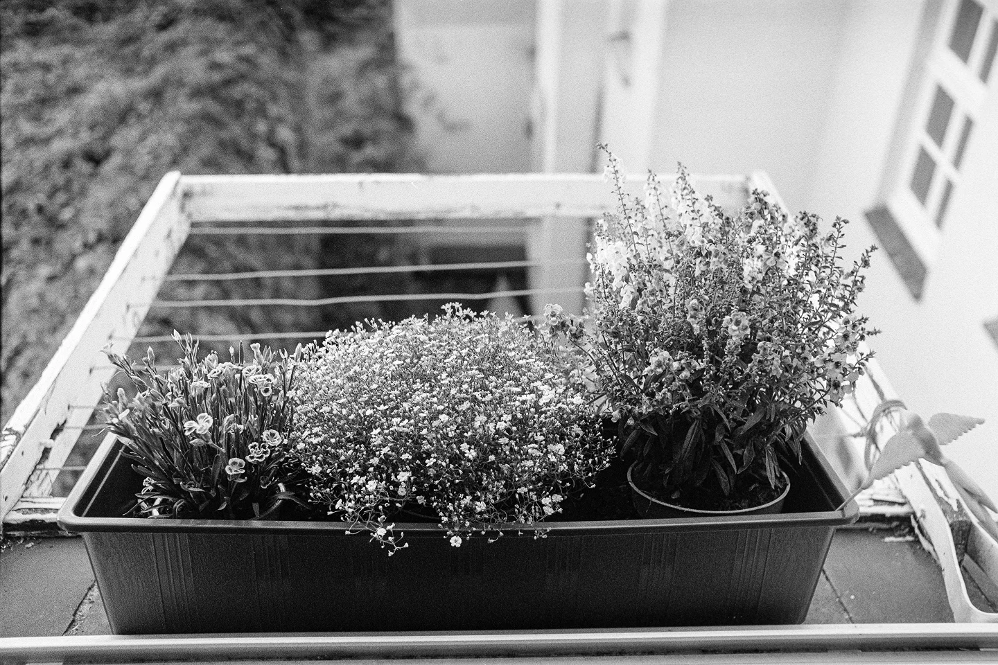 Schwerin Exa1b Kentmere100 Adonal