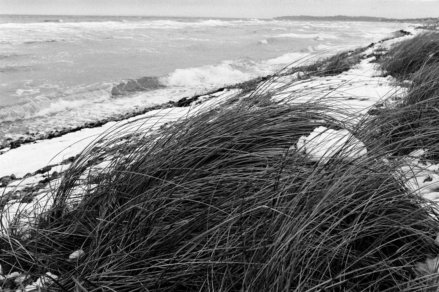 Wind-blown beach grass on snowy coastal dunes overlooking stormy winter sea