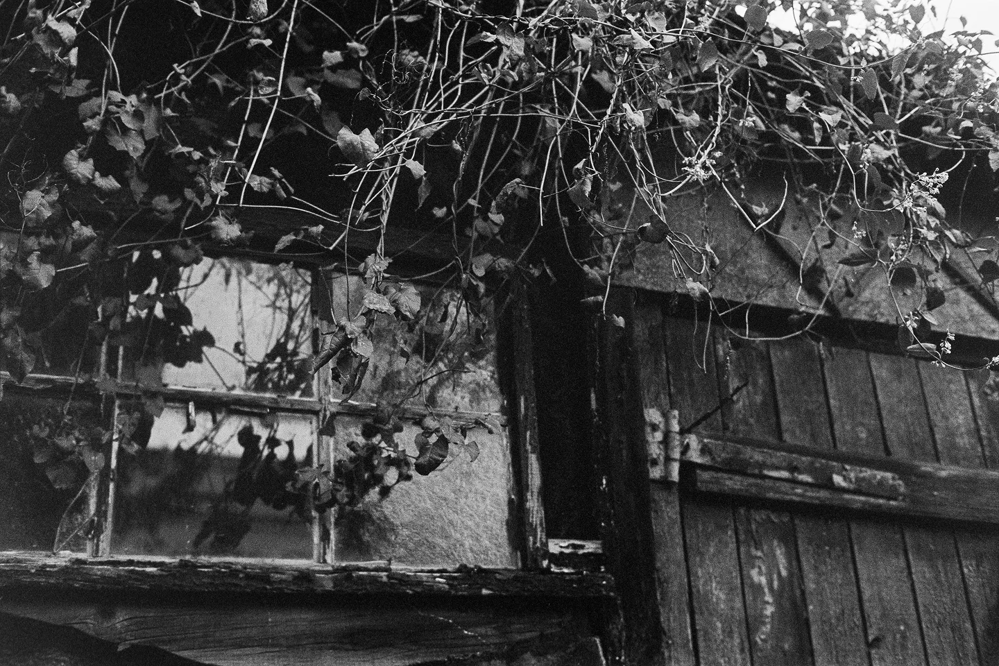 A section of an old wooden shed in rainy weather. An old window and a door with peeling paint in the foreground. Plants with small leaves trail down from the roof.
