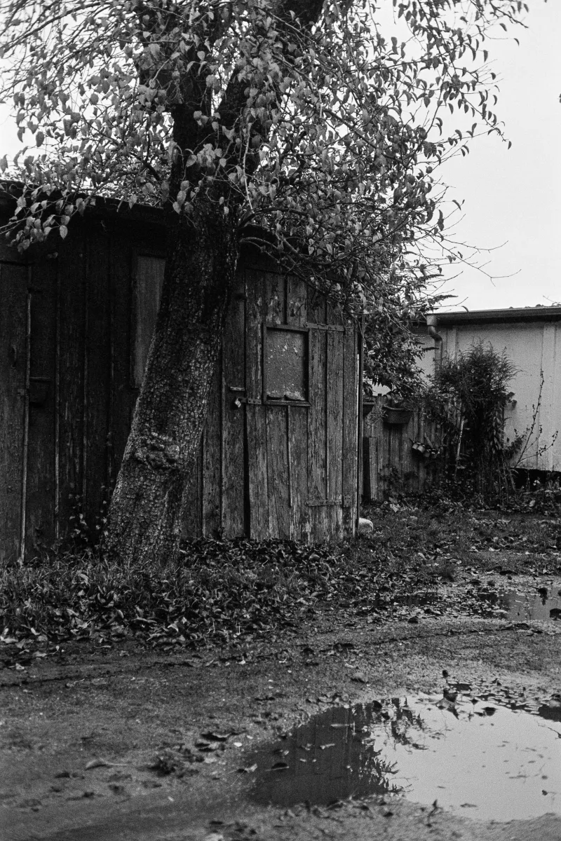 An old, decaying wooden shed with a tree in front of it. A muddy path in the foreground.