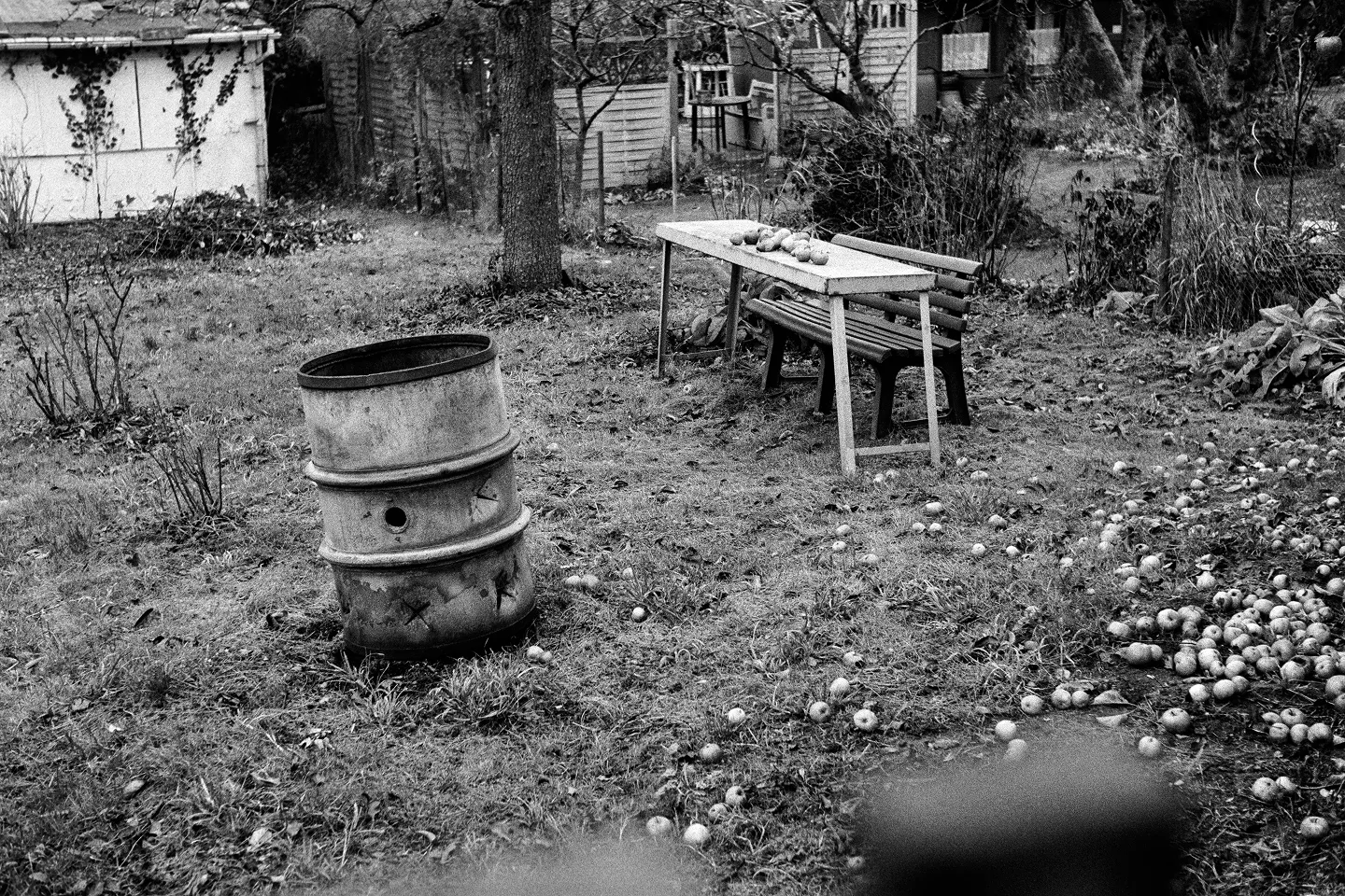 Allotment garden scene with metal barrel stove, wooden bench, and scattered apples on ground