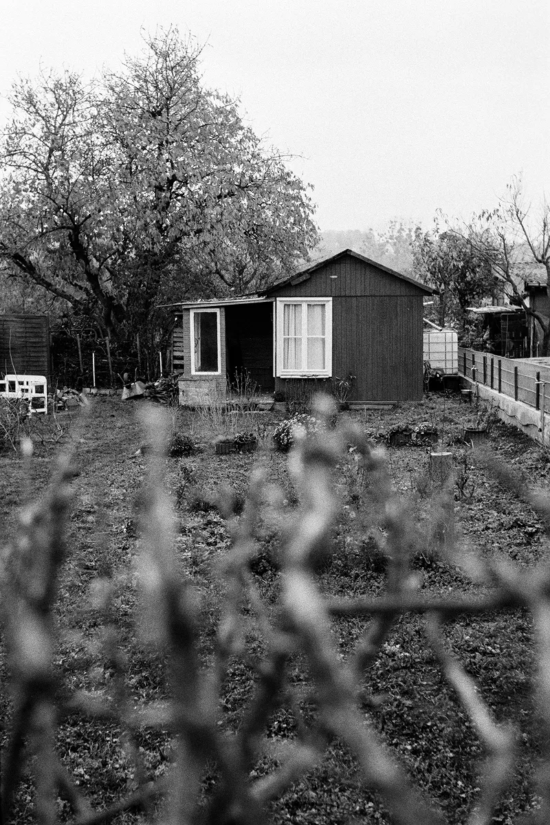 Wooden shed in allotment garden with two windows behind vegetable beds viewed through foliage