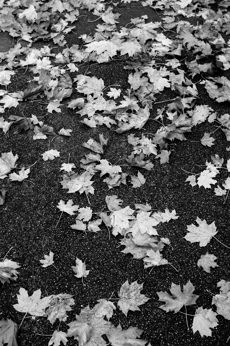 Fallen maple leaves scattered across dark asphalt pavement in autumn
