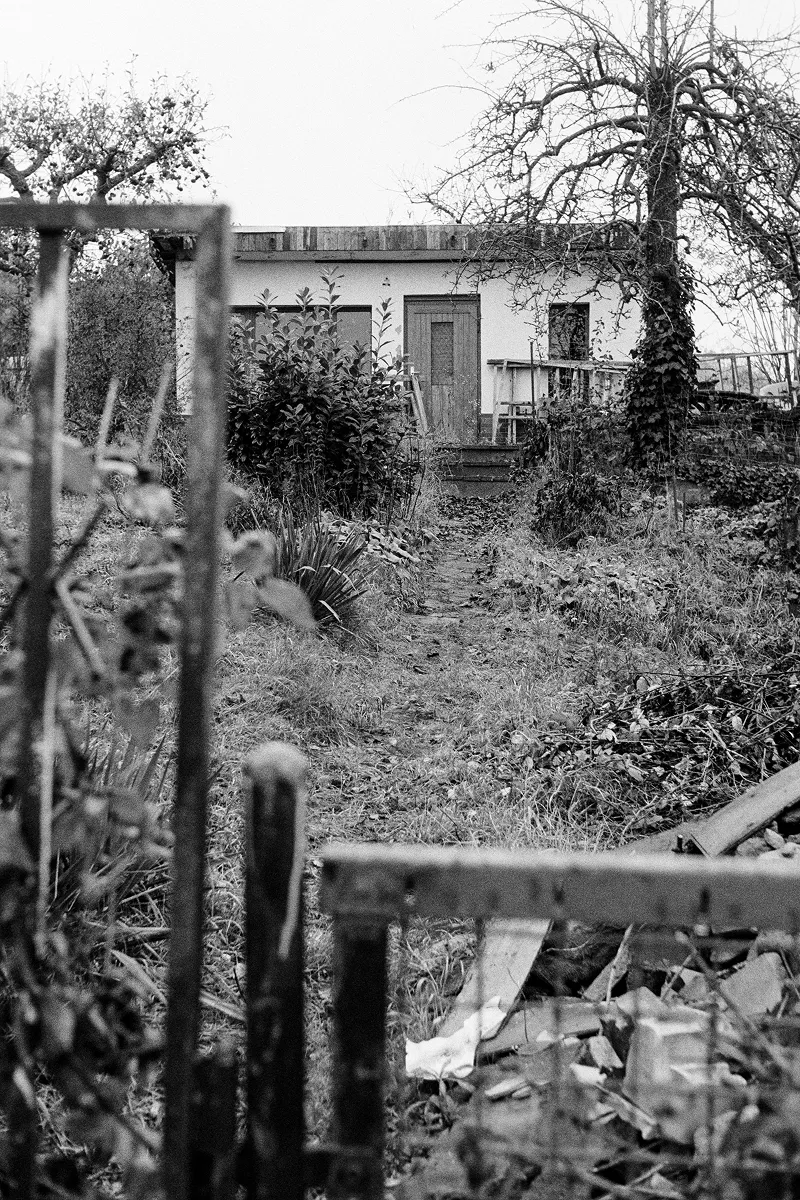 Overgrown allotment garden with white shed viewed through weathered fence