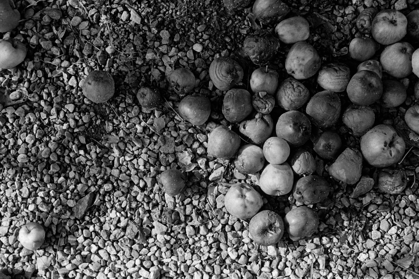 Scattered apples lying on gravel and pebbles, some rotting
