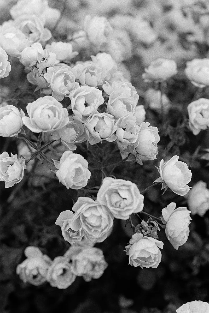 Vertical B&W close-up of delicate rose blossoms with visible film grain, highlighting textures of petals and leaves.