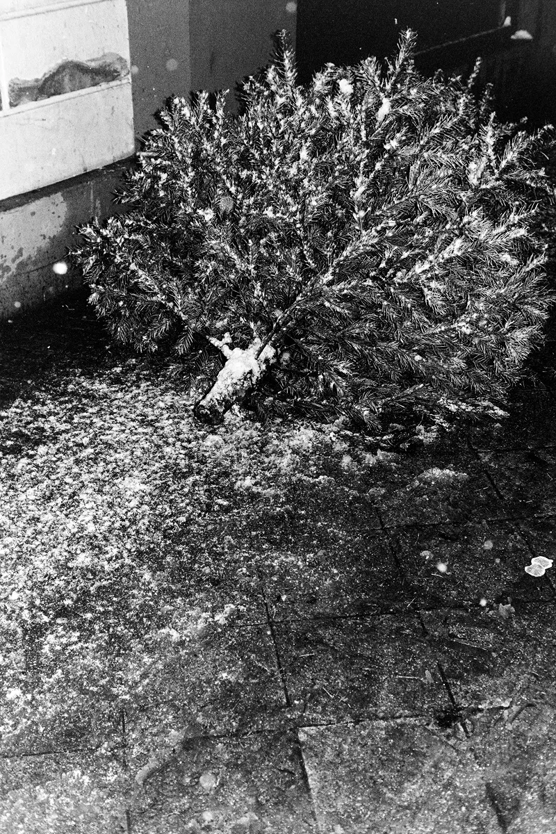 B&W flash photo of a discarded Christmas tree lying on a dark, wet sidewalk with patches of slushy snow.