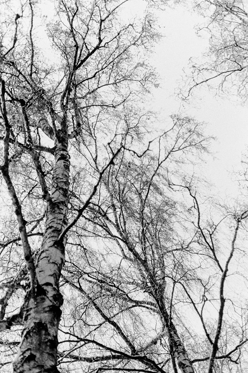 Low-angle B&W shot looking up at bare, intricate birch tree branches against a bright, overcast winter sky.