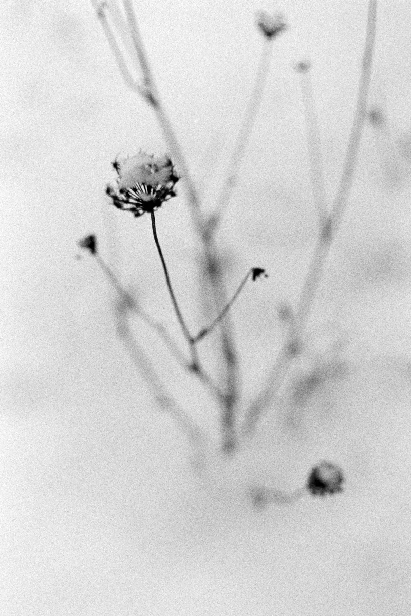 B&W close-up of a snow-covered wildflower. Grainy textures and a minimalist white background create a delicate winter scene.