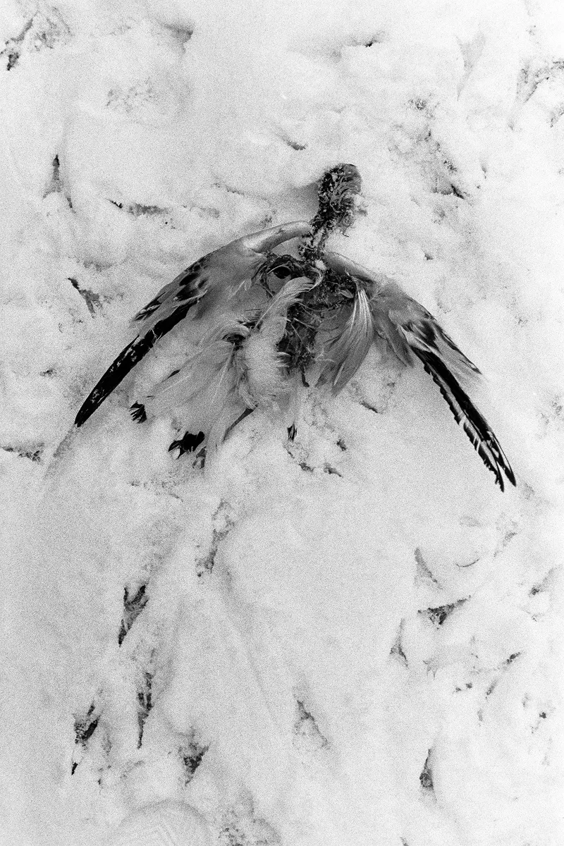 Grainy B&W overhead shot of a dead bird resting in deep, textured snow. A stark, naturalistic study of winter mortality.