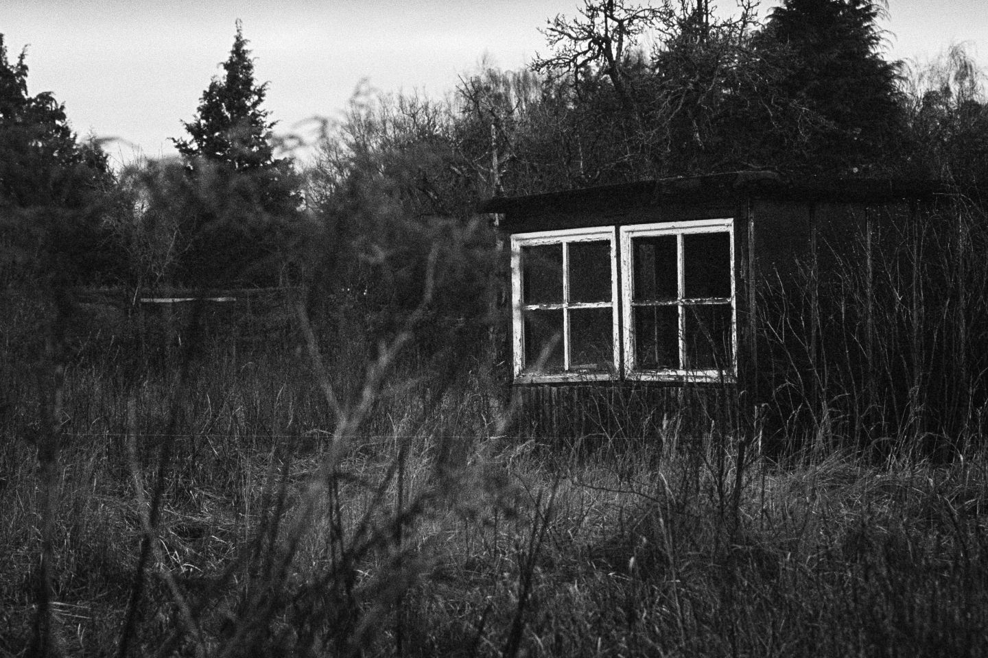 B&W film photo of a weathered garden shed with two white-framed windows, surrounded by overgrown grass and dense trees.