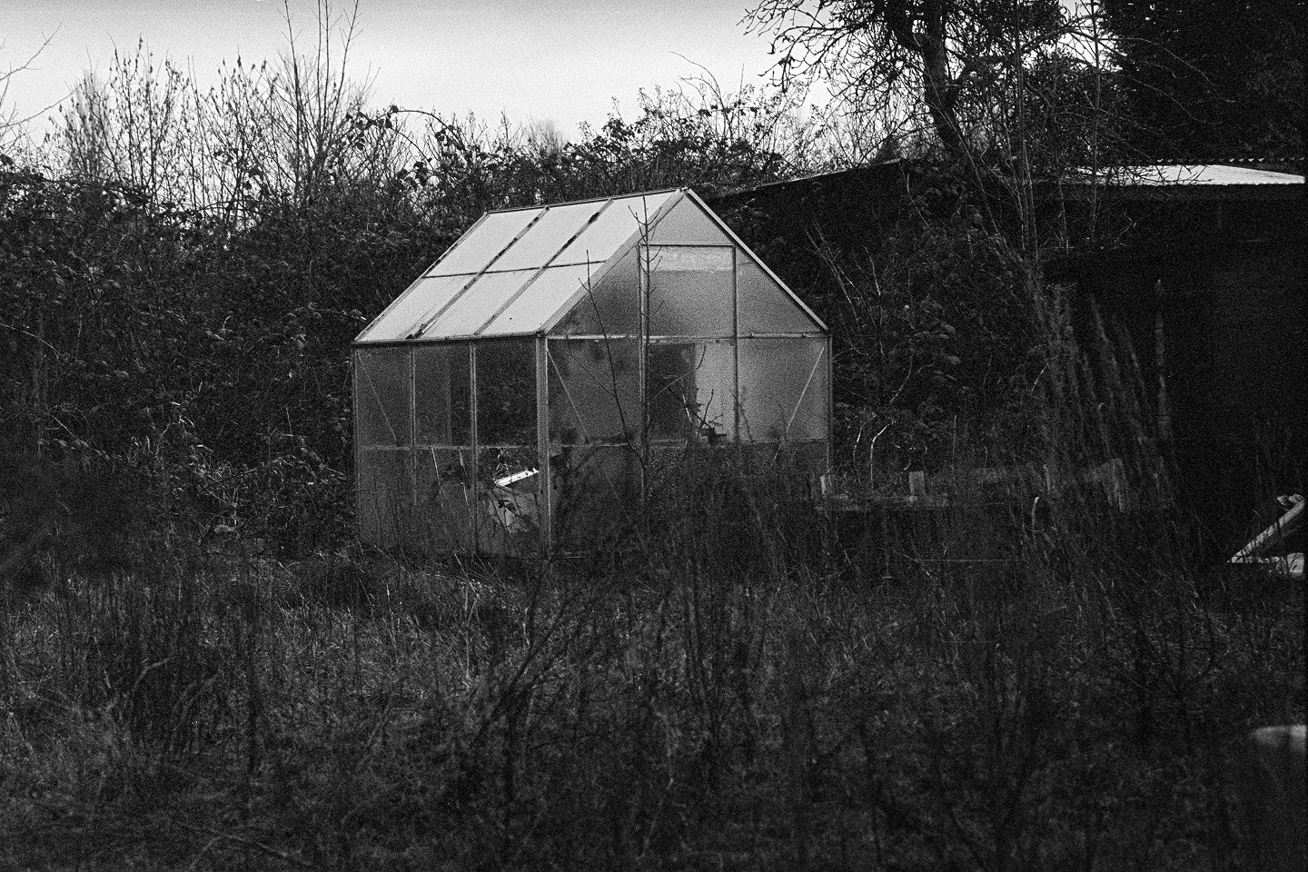 Grainy B&W photo of a small glass greenhouse standing in an overgrown, desolate garden under a gloomy sky.