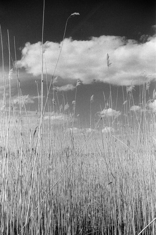 Grainy B&W film photo looking up through tall, feathery reeds against a dramatic sky with scattered clouds.