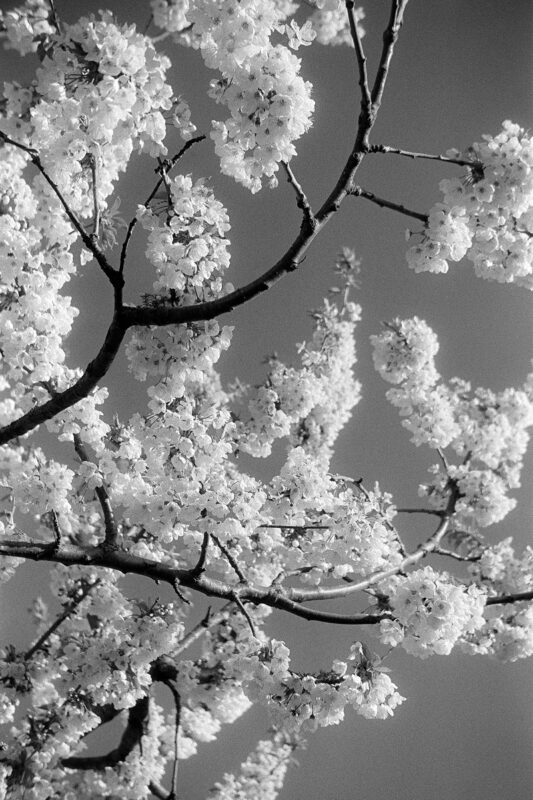 B&W close-up film photo of dense, bright cherry blossoms blooming on dark branches against a clear, solid sky.