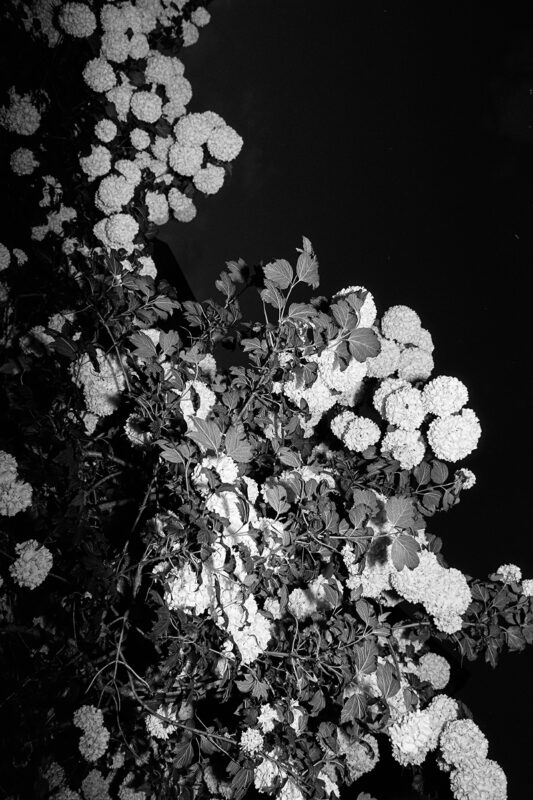 B&W flash photo of blooming snowball bush flowers against a pitch-black night sky, showcasing grainy film textures.