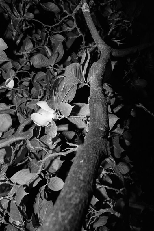 B&W flash close-up of a single magnolia blossom on a thick, textured branch surrounded by dark leaves at night.