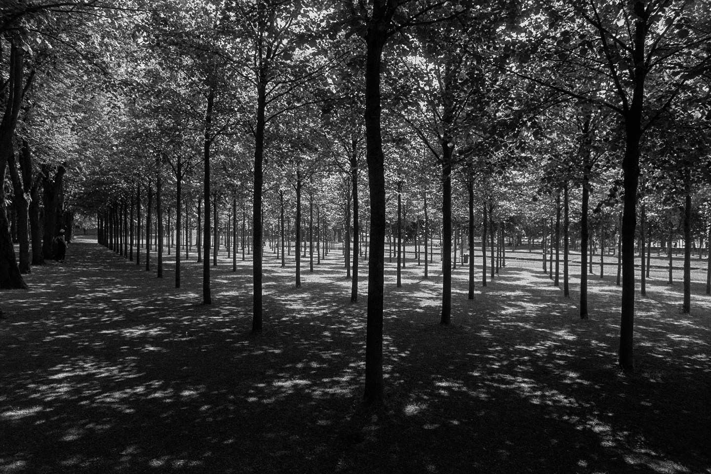 Atmospheric B&W film photo of a symmetrical grove of slender trees casting dappled shadows across a park ground.