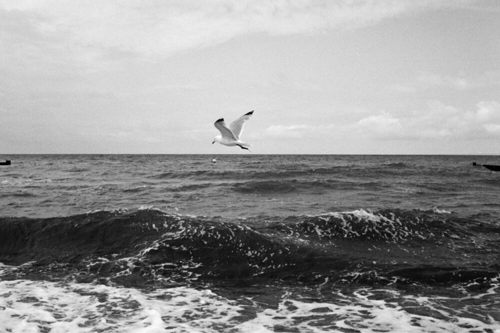 Grainy B&W shot of a single seagull gliding low over dark, textured ocean waves under an overcast, moody sky.