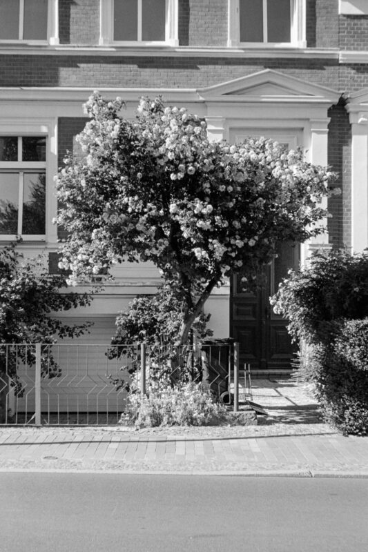 Grainy B&W film photo of a flowering tree in full bloom standing before an elegant historic residential building facade.