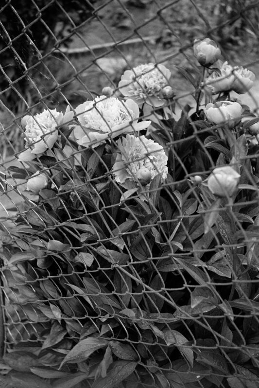 B&W film close-up of lush blooming peonies seen through the textured wire mesh of a chain-link fence.