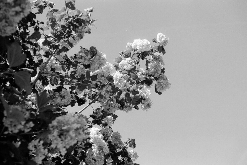 Grainy B&W film photo looking up at blossoming tree branches with soft flower clusters against a bright clear sky.