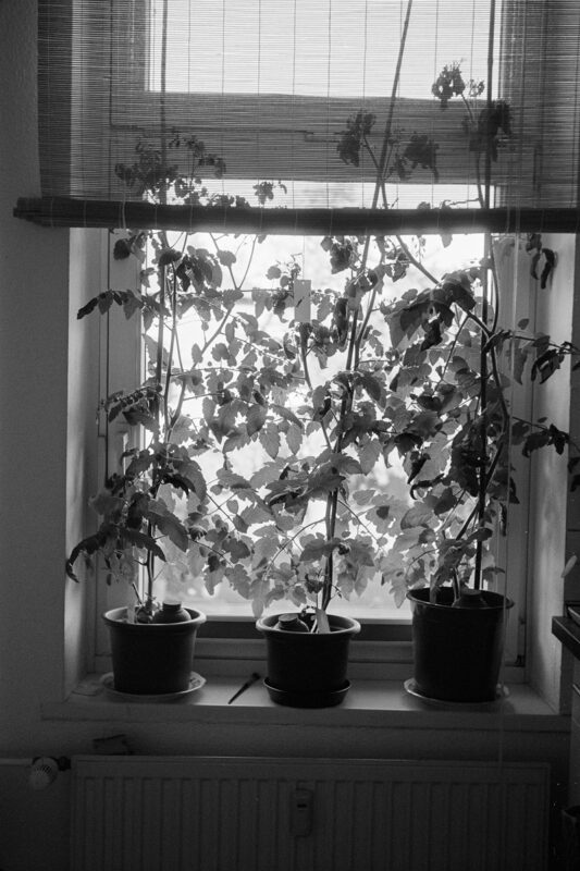 Grainy B&W film photo of three potted tomato plants on a windowsill illuminated by bright light through a blind.