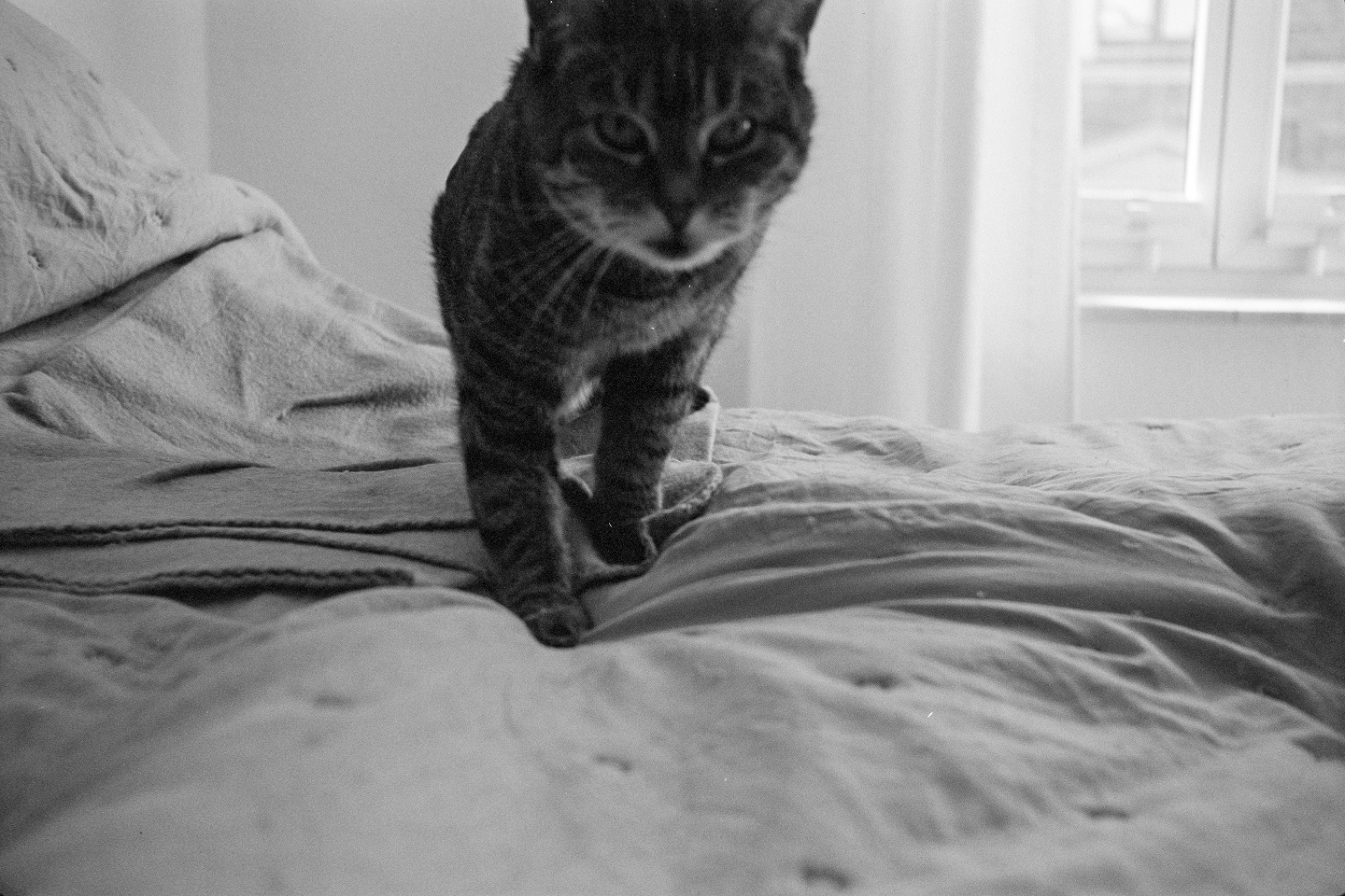 B&W film close-up photo of a tabby cat stepping forward across a rumpled bed blanket with soft grainy textures.